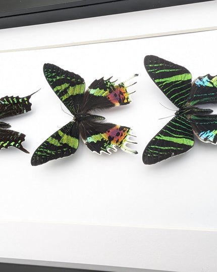 Framed Madagascan Sunset Moth Taxidermy, Ethically Sourced Set of 3