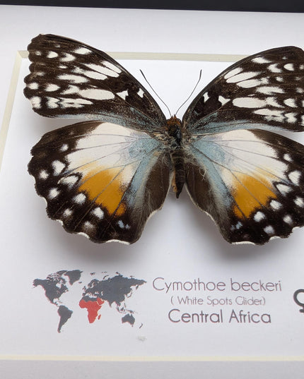 Framed Taxidermy Butterfly, Cymothoe Beckeri Female, White Spots Glider