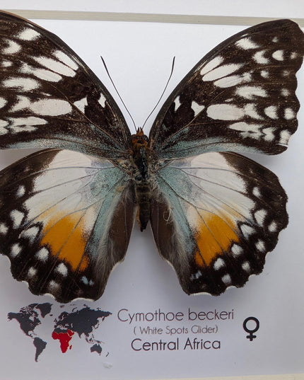 Framed Taxidermy Butterfly, Cymothoe Beckeri Female, White Spots Glider