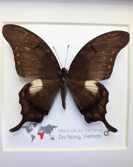 Framed Yellow Gorgon Butterfly Taxidermy, Nature Wall Art (6x6)