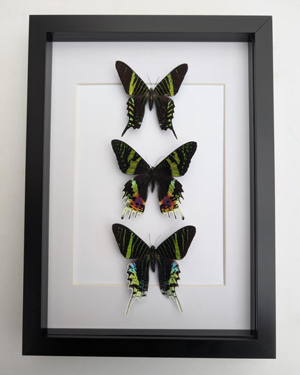 Framed Madagascan Sunset Moth Taxidermy, Ethically Sourced Set of 3