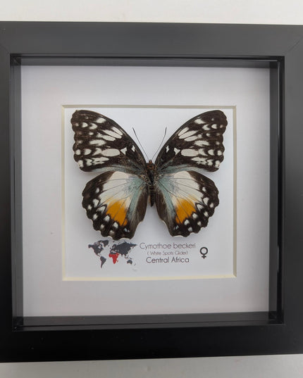 Framed Taxidermy Butterfly, Cymothoe Beckeri Female, White Spots Glider