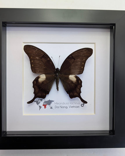 Framed Yellow Gorgon Butterfly Taxidermy, Nature Wall Art (6x6)