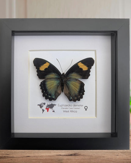 Euphaedra demeter female, demeter's ceres forester butterfly, taxidermy butterfly, entomology present, wall decor, 6x6