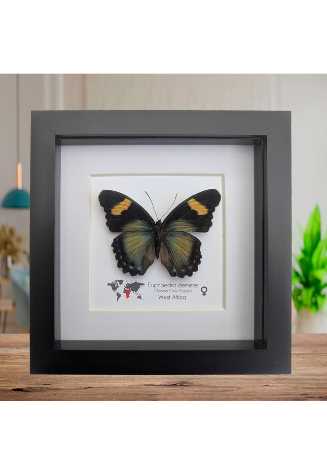 Euphaedra demeter female, demeter's ceres forester butterfly, taxidermy butterfly, entomology present, wall decor, 6x6