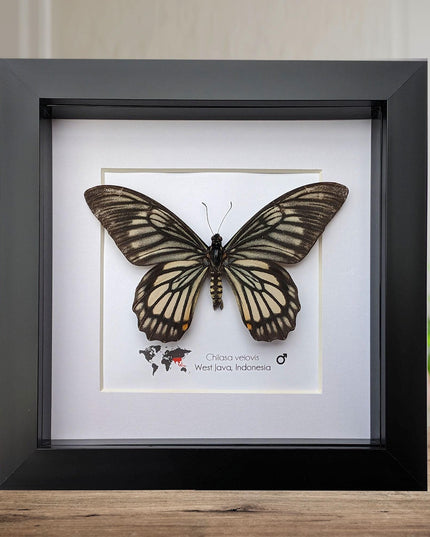 Framed chilasa veiovis butterfly: black swallowtail entomology display (8x8)