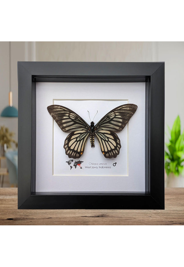 Framed chilasa veiovis butterfly: black swallowtail entomology display (8x8)