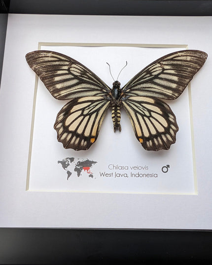 Framed chilasa veiovis butterfly: black swallowtail entomology display (8x8)