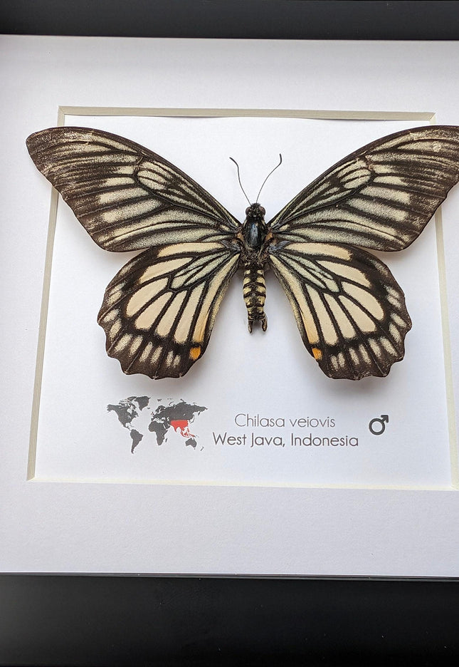 Framed chilasa veiovis butterfly: black swallowtail entomology display (8x8)