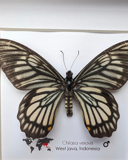 Framed chilasa veiovis butterfly: black swallowtail entomology display (8x8)