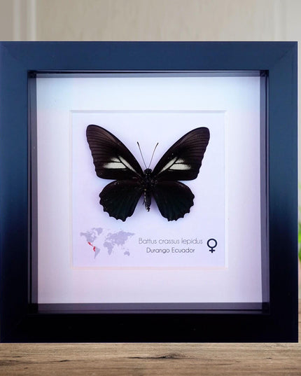 Framed Crassus Swallowtail Butterfly, Ecuador Taxidermy Specimen