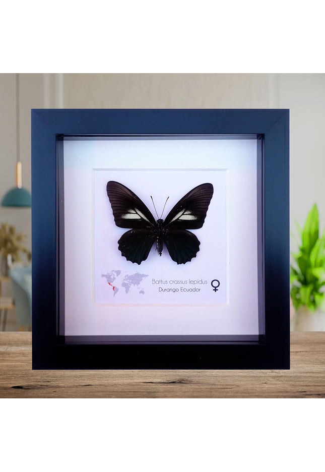 Framed Crassus Swallowtail Butterfly, Ecuador Taxidermy Specimen