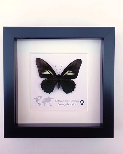 Framed Crassus Swallowtail Butterfly, Ecuador Taxidermy Specimen