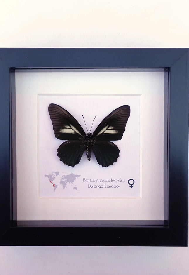 Framed Crassus Swallowtail Butterfly, Ecuador Taxidermy Specimen