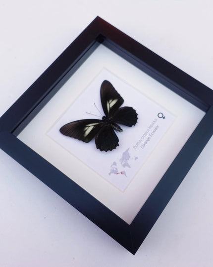 Framed Crassus Swallowtail Butterfly, Ecuador Taxidermy Specimen
