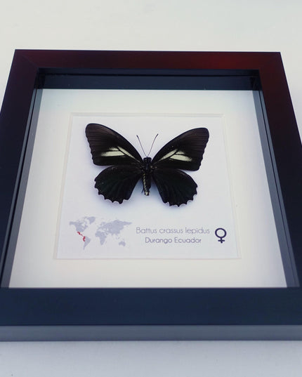 Framed Crassus Swallowtail Butterfly, Ecuador Taxidermy Specimen