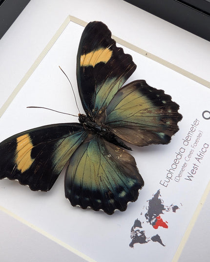 Euphaedra demeter female, demeter's ceres forester butterfly, taxidermy butterfly, entomology present, wall decor, 6x6