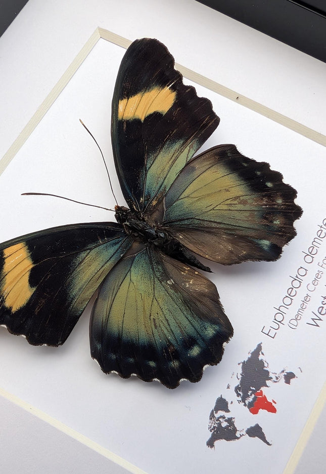 Euphaedra demeter female, demeter's ceres forester butterfly, taxidermy butterfly, entomology present, wall decor, 6x6