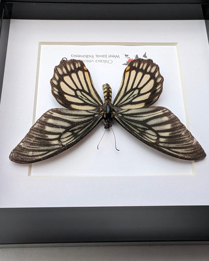 Framed chilasa veiovis butterfly: black swallowtail entomology display (8x8)