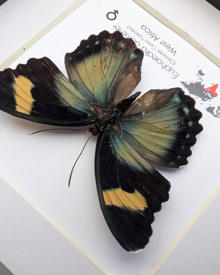 Euphaedra demeter female, demeter's ceres forester butterfly, taxidermy butterfly, entomology present, wall decor, 6x6