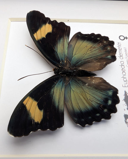 Euphaedra demeter female, demeter's ceres forester butterfly, taxidermy butterfly, entomology present, wall decor, 6x6
