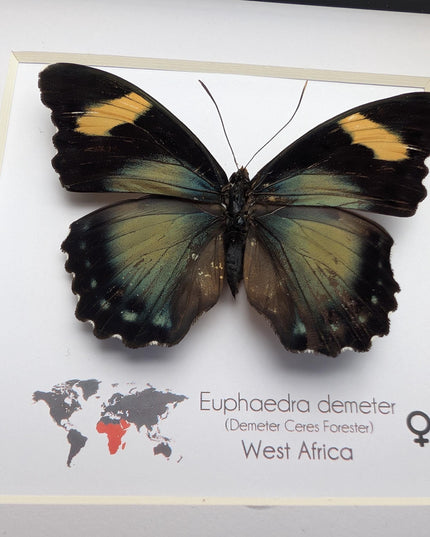 Euphaedra demeter female, demeter's ceres forester butterfly, taxidermy butterfly, entomology present, wall decor, 6x6