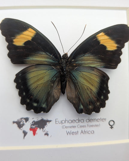 Euphaedra demeter female, demeter's ceres forester butterfly, taxidermy butterfly, entomology present, wall decor, 6x6