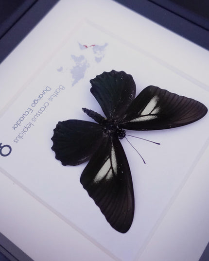Framed Crassus Swallowtail Butterfly, Ecuador Taxidermy Specimen