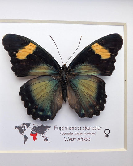 Euphaedra demeter female, demeter's ceres forester butterfly, taxidermy butterfly, entomology present, wall decor, 6x6