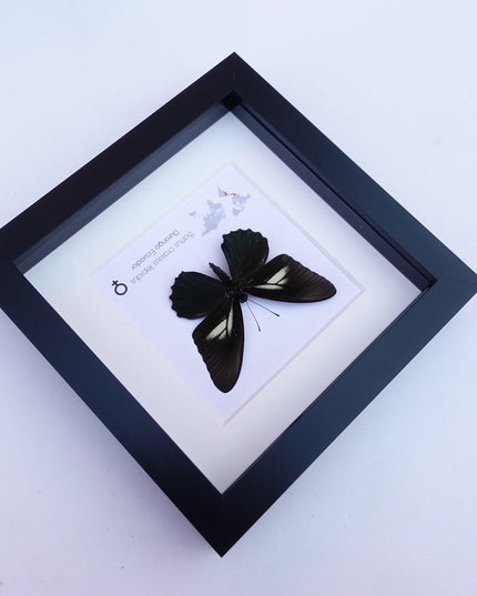 Framed Crassus Swallowtail Butterfly, Ecuador Taxidermy Specimen