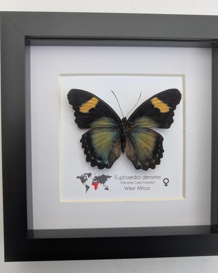 Euphaedra demeter female, demeter's ceres forester butterfly, taxidermy butterfly, entomology present, wall decor, 6x6