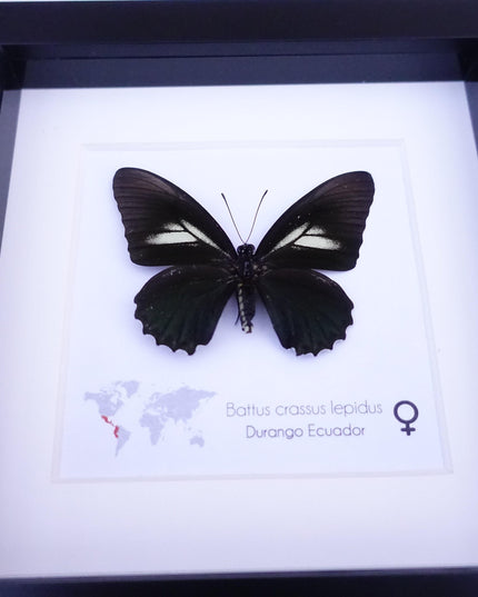 Framed Crassus Swallowtail Butterfly, Ecuador Taxidermy Specimen