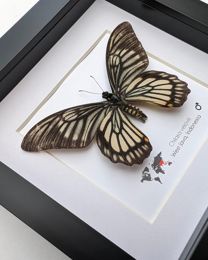 Framed chilasa veiovis butterfly: black swallowtail entomology display (8x8)