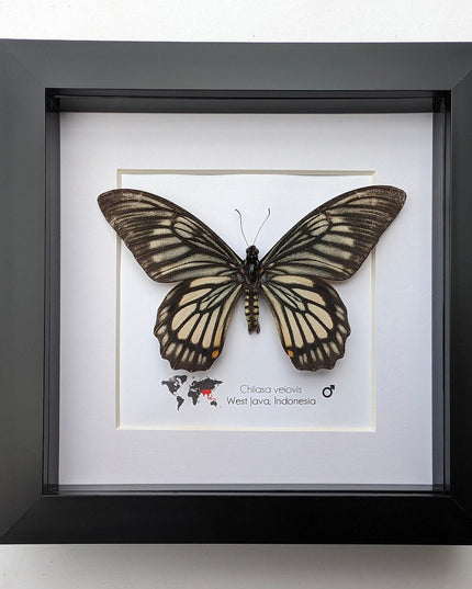Framed chilasa veiovis butterfly: black swallowtail entomology display (8x8)
