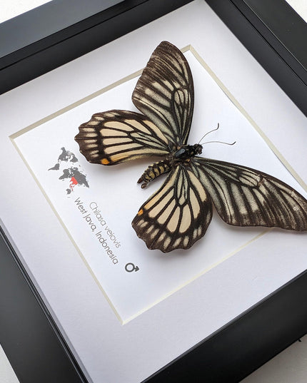 Framed chilasa veiovis butterfly: black swallowtail entomology display (8x8)