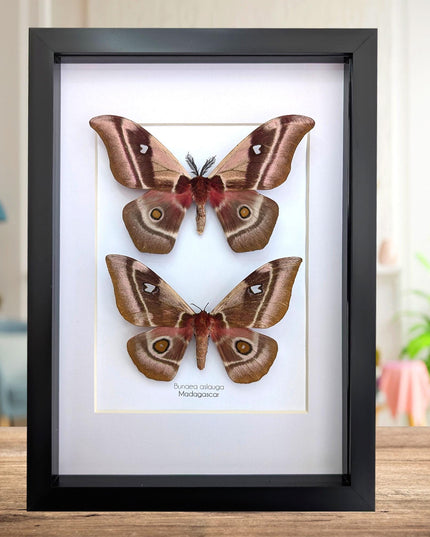 Framed Madagascar Emperor Moth Pair, Bunaea aslauga, Entomology Wall Art (A4)