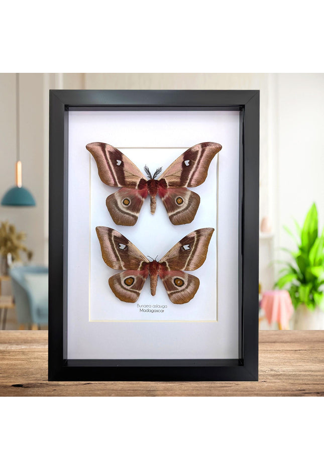 Framed Madagascar Emperor Moth Pair, Bunaea aslauga, Entomology Wall Art (A4)