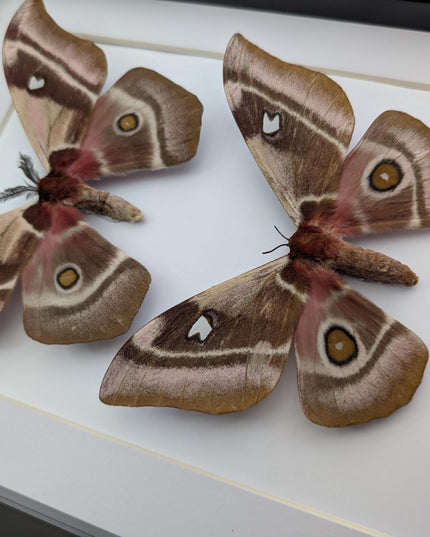 Framed Madagascar Emperor Moth Pair, Bunaea aslauga, Entomology Wall Art (A4)