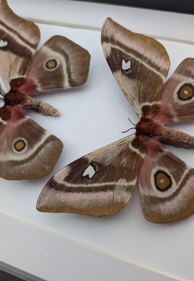 Framed Madagascar Emperor Moth Pair, Bunaea aslauga, Entomology Wall Art (A4)