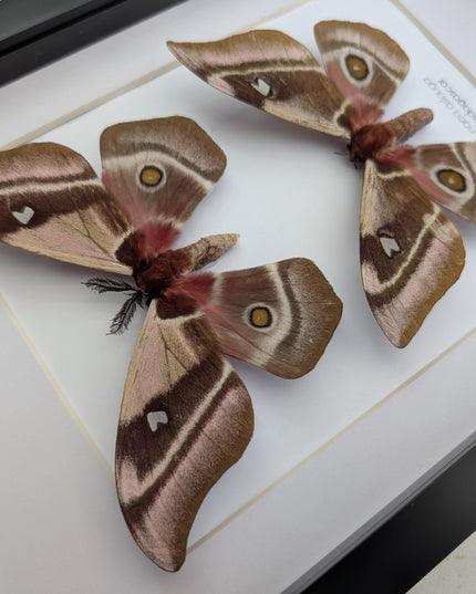 Framed Madagascar Emperor Moth Pair, Bunaea aslauga, Entomology Wall Art (A4)