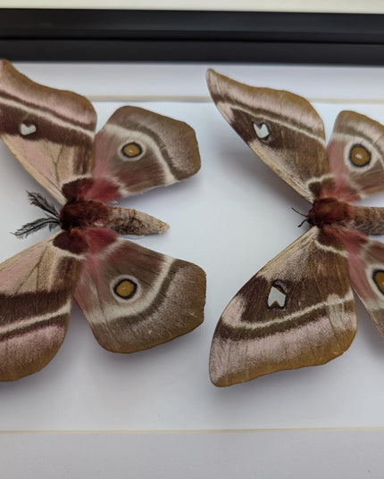 Framed Madagascar Emperor Moth Pair, Bunaea aslauga, Entomology Wall Art (A4)