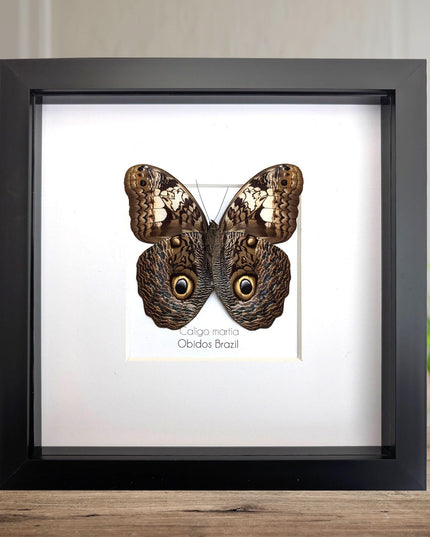 Framed Brazilian Owl Butterfly Taxidermy, Entomology Gift (8x8)