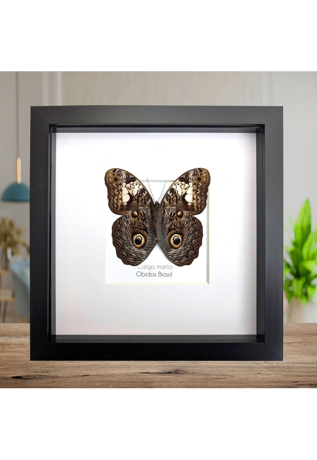 Framed Brazilian Owl Butterfly Taxidermy, Entomology Gift (8x8)