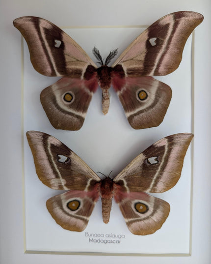 Framed Madagascar Emperor Moth Pair, Bunaea aslauga, Entomology Wall Art (A4)