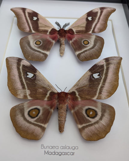 Framed Madagascar Emperor Moth Pair, Bunaea aslauga, Entomology Wall Art (A4)