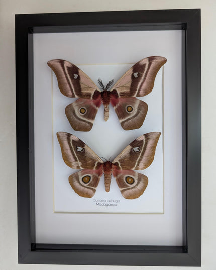 Framed Madagascar Emperor Moth Pair, Bunaea aslauga, Entomology Wall Art (A4)