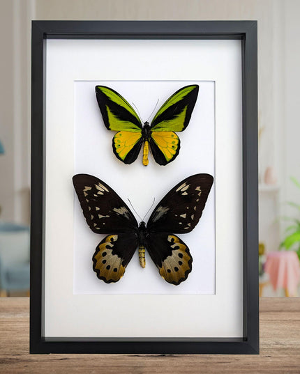 Framed goliath birdwing butterfly pair: entomology wall art