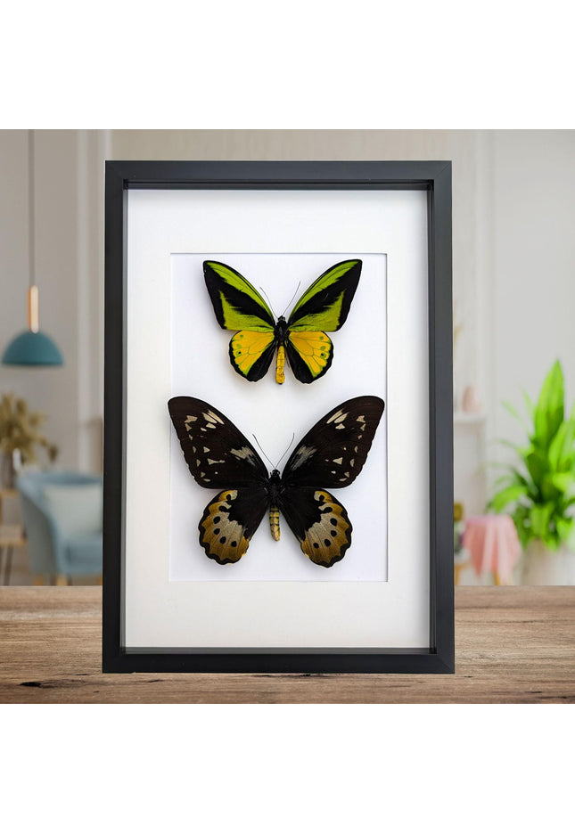 Framed goliath birdwing butterfly pair: entomology wall art