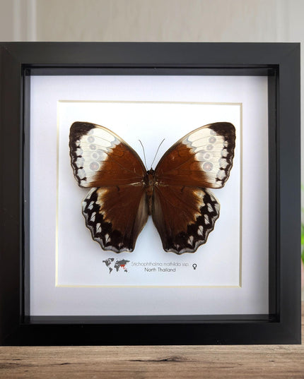 Framed jungle queen butterfly taxidermy: ethically sourced entomology wall art