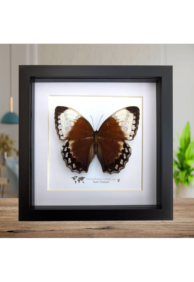 Framed jungle queen butterfly taxidermy: ethically sourced entomology wall art